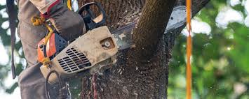 Tree and Shrub Care in Palm Valley, TX